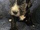 adoption chiot cockapoo pour adoption 