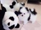 chiot spitz nain Poméranie noir blanc magnifique 