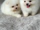 chiot spitz nain à adopter 