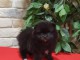 chiot spitz nain adorable 
