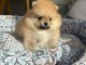 adoption chiot spitz nain lof