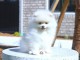 chiot spitz allemand race pure femelle et mâle 