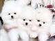 annonce chiot spitz nain Poméranie 