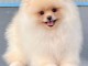 bébé chiot spitz nain disponible 