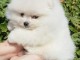 dons chiot spitz nain 