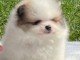 chiot spitz nain disponible 