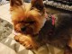 chiot Yorkshire a donner
