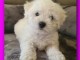 chiot bichon frisé a donner contre bon soin 