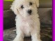 chiot bichon frisé à adopter 