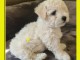 chiot bichon frisé a donner urgent 