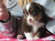 chiot berger australien lof mâle a donner 