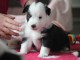 je donne chiot berger australien disponible 