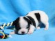 chiot chihuahua femelle et mâle à donner 