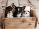 chiot chihuahua femelle et mâle disponible pour adoption 