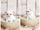 chiot chihuahua disponible 