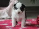 chiot berger australien disponible pour adoption 