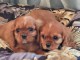 adoption chiot cavalier king charle 
