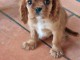 chiot cavalier king charle femelle 