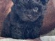 chiot cockapoo pour adoption 