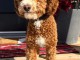 adoption chiot cockapoo disponible femelle 