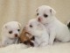Magnifique chiot chihuahua disponible 