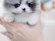 À vendre chiot spitz nain Poméranie 