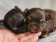 Bébé chiot chihuahua a donner urgent 