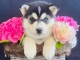 Dons chiot husky sibérien 