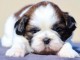 Chiot Shih Tzu femelle adorable à adopter 