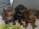 chiot Teckels à poil ras à adopter 