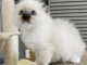bébé chaton sacré brimanie a donner mâle 