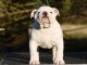 chiot bulldog anglais lof mâle a donner 