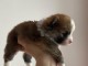 bébé chiot spitz allemand à adopter 