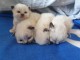 Adoption chatons sacré brimanie disponible 