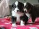 Adoption chiot berger australien disponible 