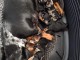 chiot Teckels alerquin a donner 