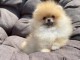 Je donne chiot spitz allemand 