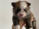 Chiot spitz allemand race pure 