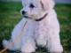 Chiot Bichon Frisé à vendre