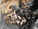 Adoption chiot teckel nain contre bon soin 