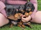 Magnifique chiot teckel disponible 