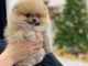 Chiot spitz nain disponible 
