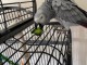 Perroquet gris Gabon disponible à donner 