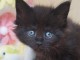 Chatons maine coon noir disponible à adopter 