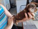 Chiot Teckel alerquin a donner 
