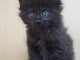Chaton Maine coon noir à adopter 