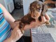Chiot Teckel à adopter 