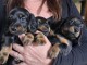 Annonce des chiots teckel disponible 