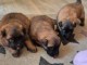 Chiot berger belge à donner 