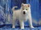 Chiot husky sibérien à donner 